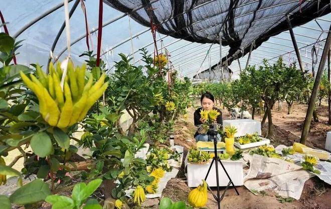 “电商钥”打开“共富锁”CQ9电子版入口北山口村